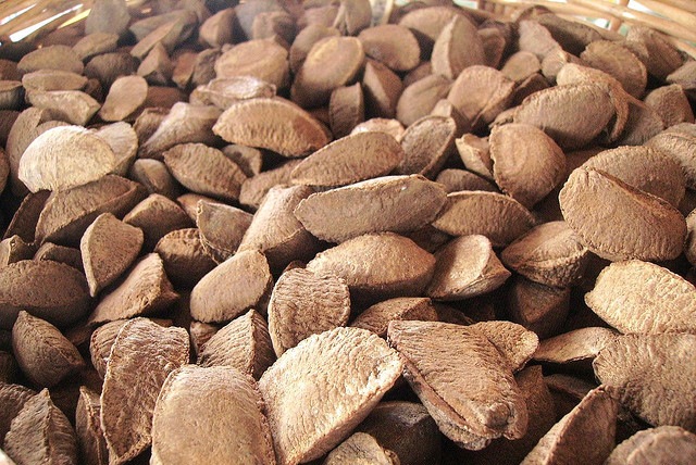 Scientists say that non-timber forest products, like the Brazil nut, should be better integrated into forest management. Photo courtesy of J. Marconi 