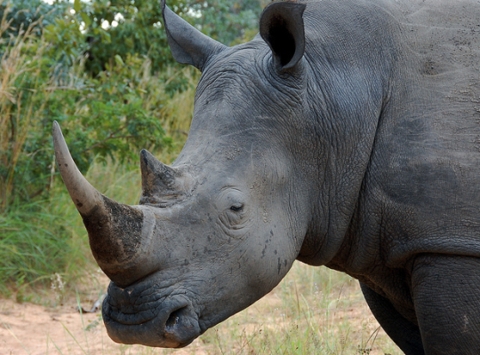 rhino, extinction, zsl, zoological society of london, university of southampton