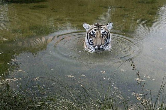 benga tiger, tiger, sumatra, agroforestry, extinction