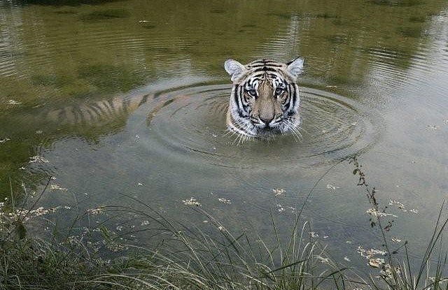 benga tiger, tiger, sumatra, agroforestry, extinction