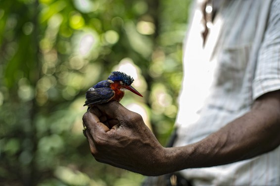 Congo Basin, democratic republic of the congo, drc, bird, bird sits on man's hand