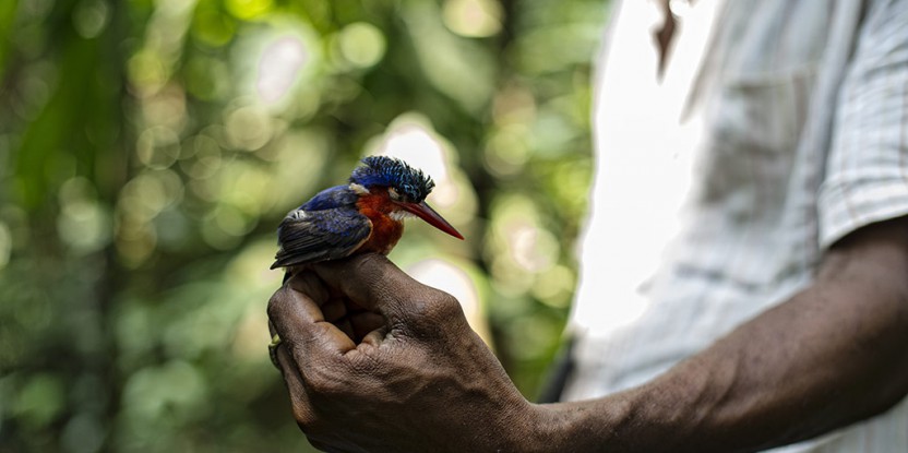 Congo Basin, democratic republic of the congo, drc, bird, bird sits on man's hand