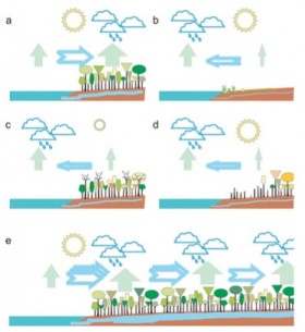 The “biotic pump” model: (a) Under full sunshine, forests maintain higher evaporation than oceans and thus draw in moist ocean air. (b) In deserts, evaporation is low and air is drawn toward the oceans. (c) In seasonal climates, solar energy may be insufficient to maintain forest evaporation at rates higher than those over the oceans during a winter dry season, and the oceans draw air from the land. However, in summer, high forest evaporation rates are reestablished (as in panel a). (d) With forest loss, the net evaporation over the land declines and may be insufficient to counterbalance that from the ocean: air will flow seaward and the land becomes arid and unable to sustain forests. (e) In wet continents, continuous forest cover maintaining high evaporation allows large amounts of moist air to be drawn in from the coast. Source: Sheil and Murdiyarso (2009).