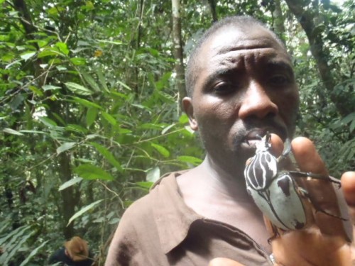 A local collector in Cameroon with a Goliath beetle - the 4th largest beetle in the world. Fogoh Muafor