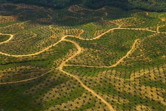 sabah, boreno, malaysia, deforestation, palm oil, oil palm