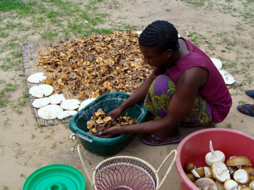 A woman prepares wild, edible mushrooms from Zambia’s miombo woodlands for drying, Northwestern Zambia. CIFOR/Fiona Paumgarten