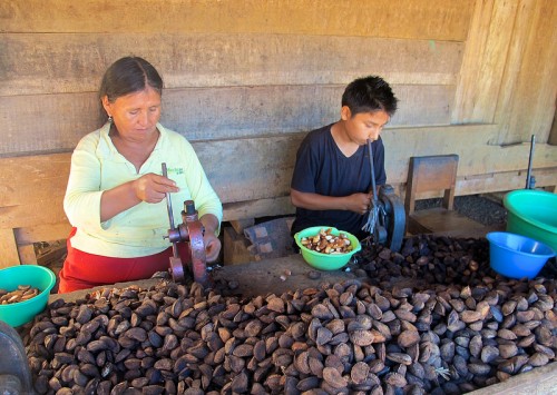 Recolectores de castaña de Brasil en Puerto Maldonado, Perú. . CIFOR/Gabriela Ramírez Galindo