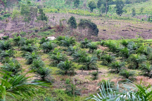 Lahan dibersihkan untuk perkebunan kelapa sawit di Kalimantan Timur. CIFOR/Mokhamad Edliadi