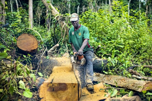 Small-scale loggers in Central Africa could be driven out of business by the EU and US timber import regulations. Ollivier Girard/CIFOR