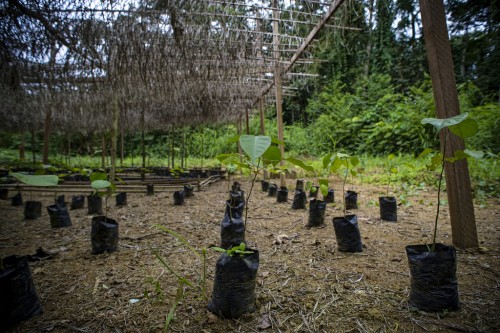 Tree planting by smallholder farmers in Cameroon could boost on-farm timber production and help avert forest destruction. Ollivier Girard/CIFOR