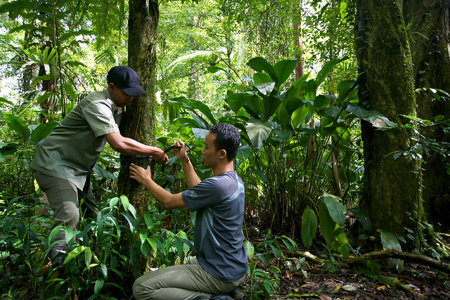 CIFOR researcher Age Kridalaksana and a national park officer set up a camera trap in Gunung Halimun-Salak National Park. Mokhamad Edliadi/CIFOR