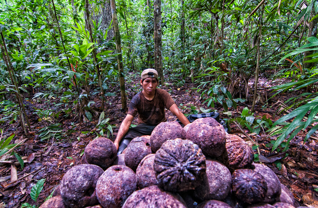 Harvesting both timber and Brazil nuts in Peru's Amazon forests: Can ... - Brazil Nuts