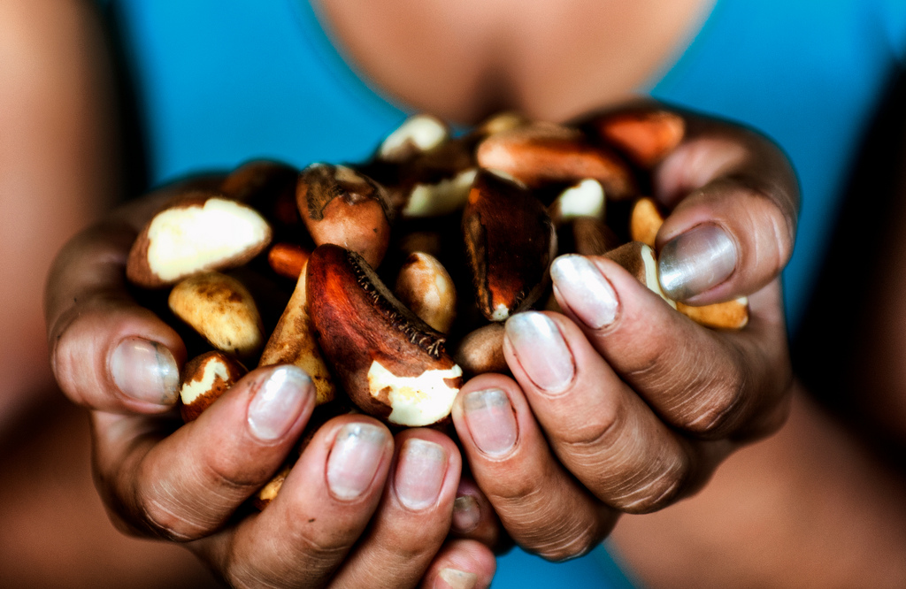 From the Amazon to the world: A story of Brazil nuts - Brazil Nuts HanDs1