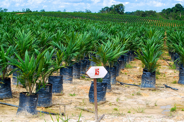 Mapping a more sustainable palm oil future in Indonesia - CIFOR