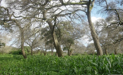 Di Zambia, setelah pohon Faidherbia—dengan bibit murah dan mudah pemeliharaan—ditumpangsarikan dengan jagung, panen melonjak. Kredit Foto: World Agroforestry Centre.