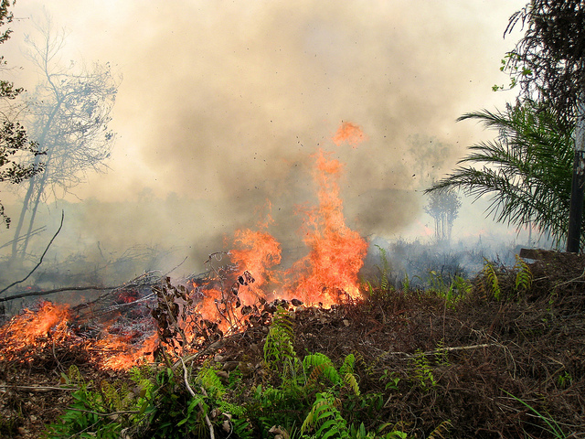 T&J soal kebakaran dan asap di Asia Tenggara - CIFOR Forests News