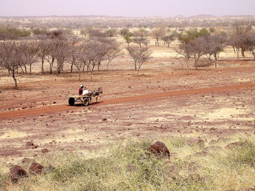 A villager makes his way through a dry forest in Burkina Faso, West Africa. More than 870,000 ha of forests were lost in a region of West Africa each year between 2000 and 2010, according to FAO.