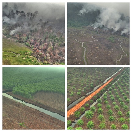 Figura 2: Incendios en bosques (imágenes superiores), cicatrices de incendios que se extienden hasta las plantaciones forestales (imagen inferior izquierda), plantaciones de palma aceitera recientemente establecidas (imagen inferior izquierda). Reserva de Biosfera Giam Siak Kecil-Bukit Batu, 29 de agosto de 2013. 