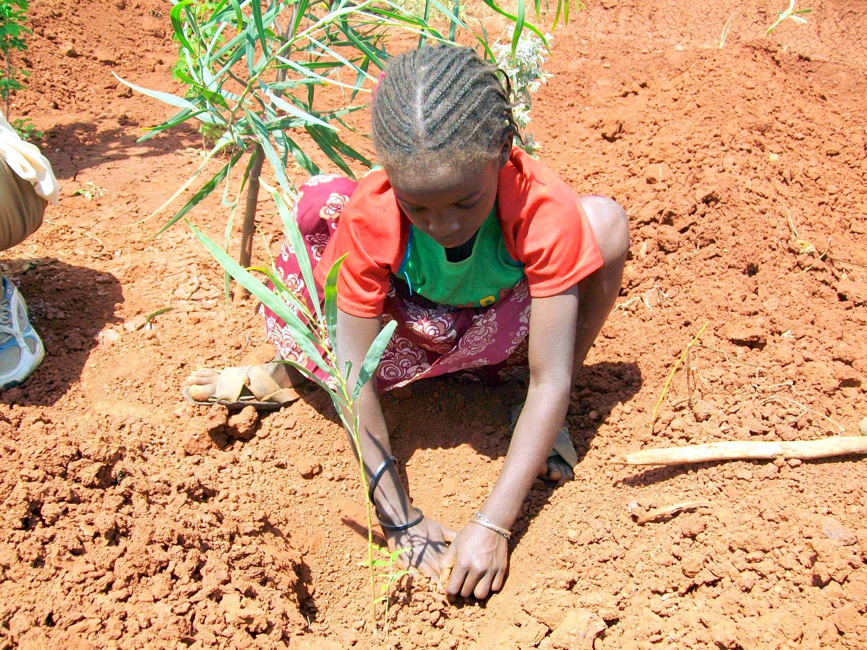 Feudal past still discourages Ethiopia's farmers from planting trees - Forests