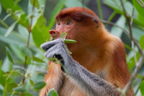 Local people can provide urgently needed biodiversity data, such as sightings of the Proboscis Monkey (pictured). Paul Williams