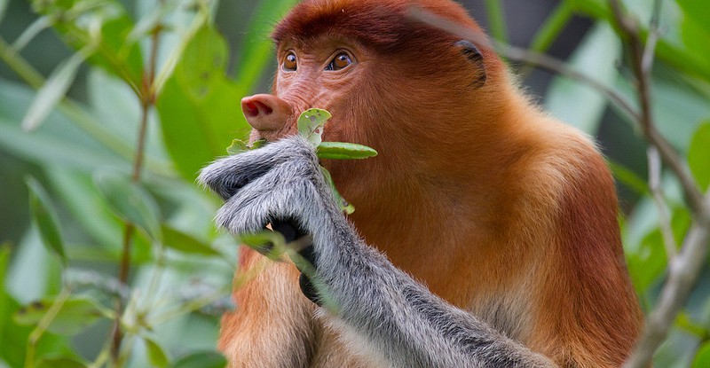 proboscis monkey, biodiversity, kalimantan, borneo