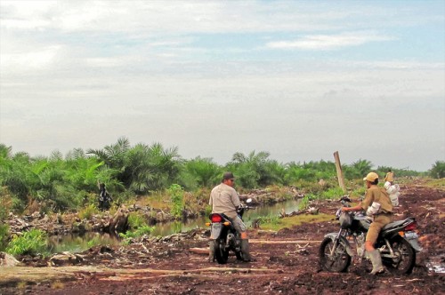Usar  tierras degradadas en lugar de convertir los bosques naturales en plantaciones de palma aceitera tiene un menor impacto sobre la biodiversidad, dice el científico Douglas Sheil. Fotografía de CIFOR / Jenny Farmer.
