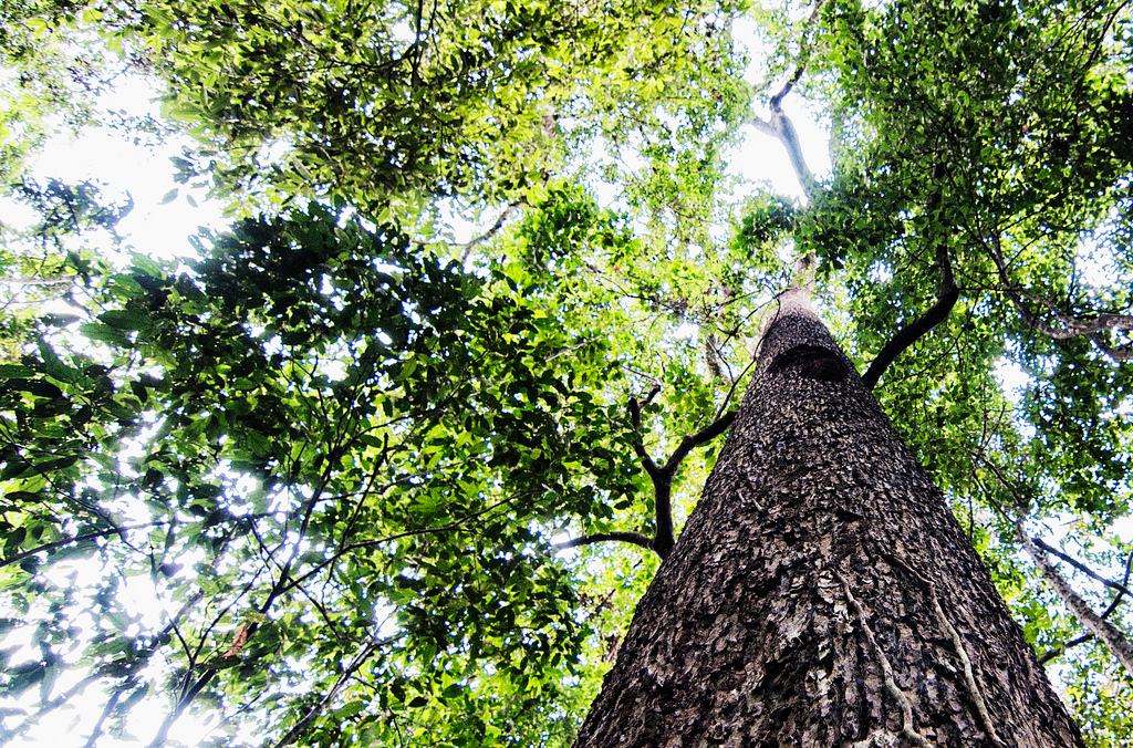 From the Amazon to the world: A story of Brazil nuts - CIFOR-ICRAF ...