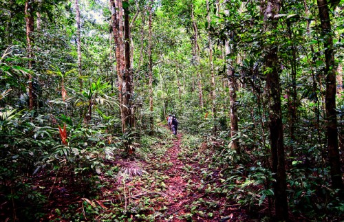 “Lo que algunas personas califican como bosque degradado, podría no serlo para otras”, dice Manuel Guariguata, investigador principal del Centro para la Investigación Forestal Internacional (CIFOR). CIFOR/Marco Simola