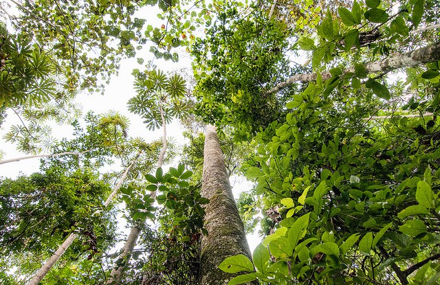 Q+A: Study shows trees accumulate more carbon as they age - CIFOR ...