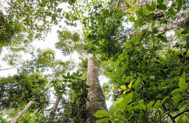 Estudio demuestra que los árboles acumulan más carbono a medida que  envejecen - CIFOR Forests News