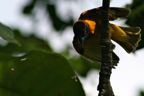 A wild bird in Cameroon. Terry Sunderland/CIFOR photo