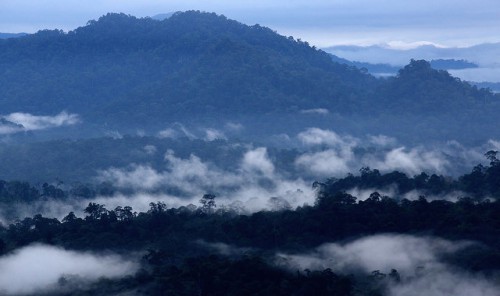 Hutan di Lembah Danum, Sabah, Malaysia. Menetapkan definisi dari jenis-jenis hutan berbeda dapat memampukan analisis yang lebih baik dari pengembangan dan analog kompensasi (tradeoffs) pengelolaan hutan. M. Edliadi/CIFOR photo