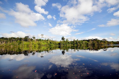 Amazon Brasil. Separuh penurunan deforestasi dunia dalam delapan tahun terakhir tercapai di satu provinsi di Brasil. Neil Palmer@CIFOR photo