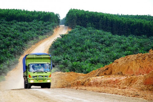 Oil palm plantation in Indonesia.   Photo by Ryan Woo