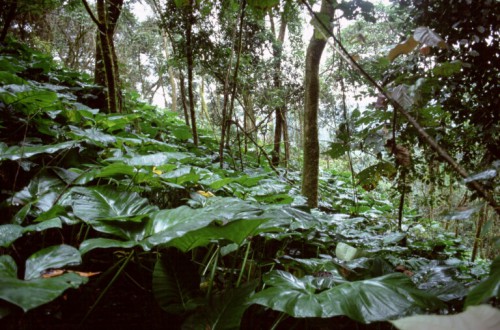 Hutan Kamerun. Penelitian terbaru menunjukkan kapasitas besar hutan terlindung di negara Afrika Tengah menjadi tempat kaya keragaman hayati serta sekuestrasi karbon tingkat tinggi. Terry Sunderland/Foto CIFOR 