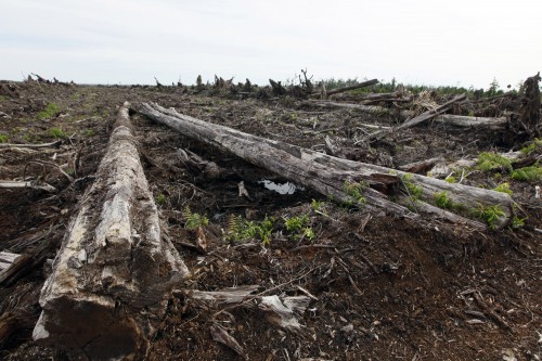 Terreno destruido para el cultivo  de palma aceitera en un pantano de turba en la provincia de Aceh, Indonesia. Las turberas tropicales almacenan inmensas cantidades de carbono que han sido acumuladas durante miles de años. Fotografía: Dita Alangkara / CIFOR.