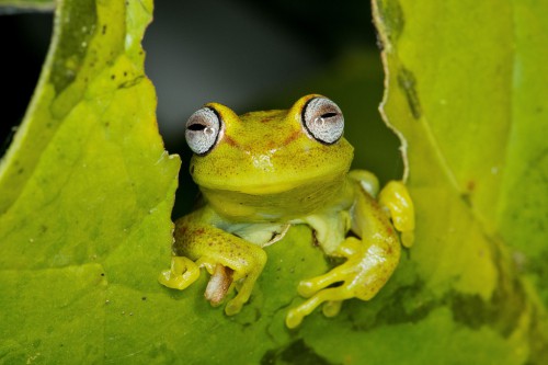 Nasional Manú di Amazon Peru, manu national park, peru, frog