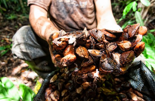 Serapio Condori Daza, recolector de castañas, muestra los frutos de su trabajo en Madre de Dios, Perú. Una asociación de recolectores se ha asociado con una empresa para mejorar su actividad como parte de una iniciativa de REDD+ en el lugar. Fotografía: Marco Simola / CIFOR.