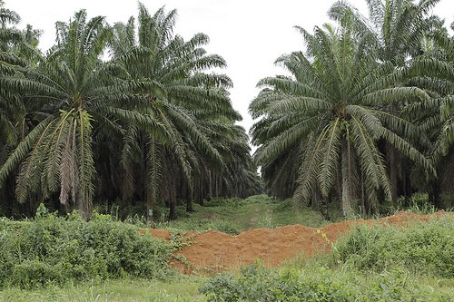 An oil palm plantation in southwestern Cameroon. Flore de Preneuf/PROFOR photo