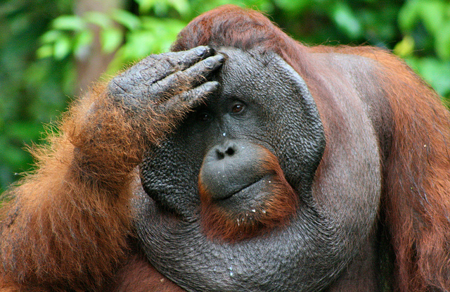 Orangutan extinction, a rhino resurrection, and using fire to fight fire