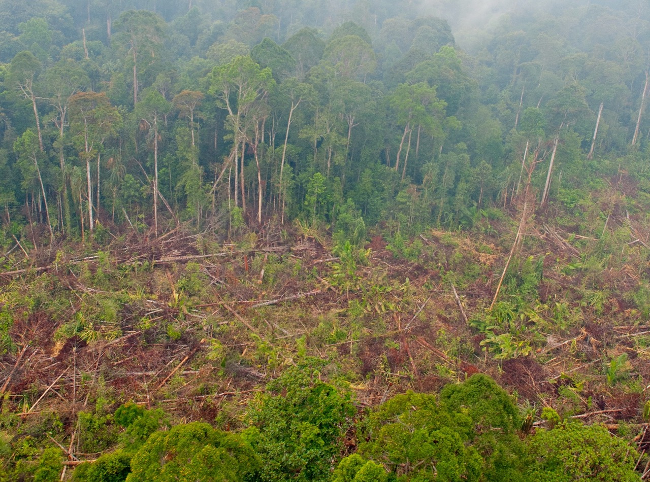 Проблема тропического леса. Обезлесение тропических лесов. Обезлесение в Африке. Обезлесение в Индии. Камбоджа Обезлесие.