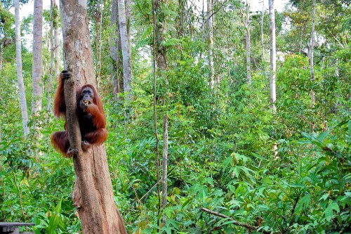 Orang utan di pulau Kaja, Kalimantan Tengah. Propinsi ini Provinsi Kalimantan Tengah menjadi yang pertama melaksanakan INCAS sebelum diperluas secara nasional. Terry Sunderland/CIFOR