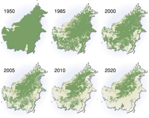 borneo, deforestation, borneo deforestation map, malaysia, indonesia, logging, palm oil, oil palm