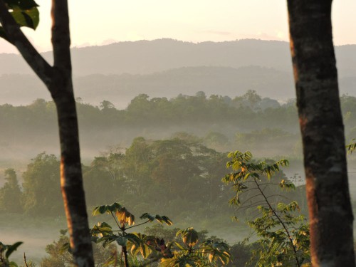 ¿Qué es? y ¿a quién se paga el derecho sobre el carbono que captura la biomasa en un territorio boscoso? Foto: Bosque de Osa, Reinaldo Aguilar.