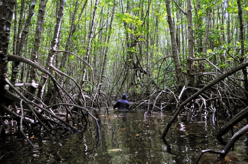 Mangroves: A global treasure under threat - CIFOR Forests News