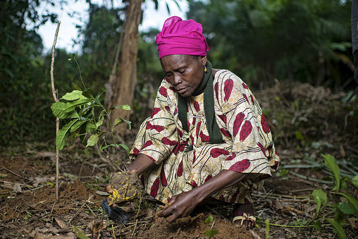 Planting Gnetum (okok) in Cameroon