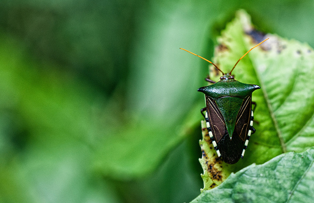 insect decline, biodiversity, food, biodiversity loss, sustainable food systems