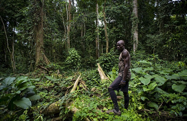 Un aperçu du paysage au Cameroun - CIFOR Forests News