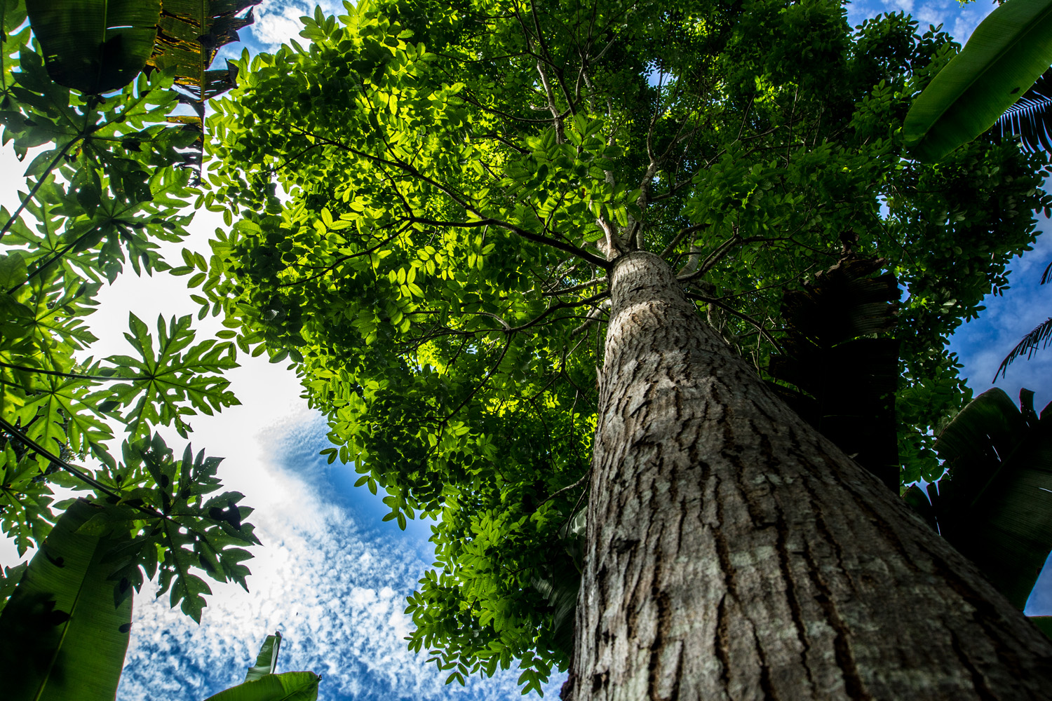 Beyond tree planting - CIFOR Forests News