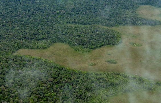 Amazon, deforestation, brazil